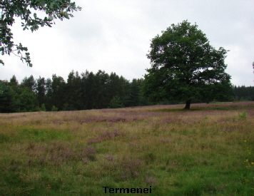 Reinhardswald - Termenei